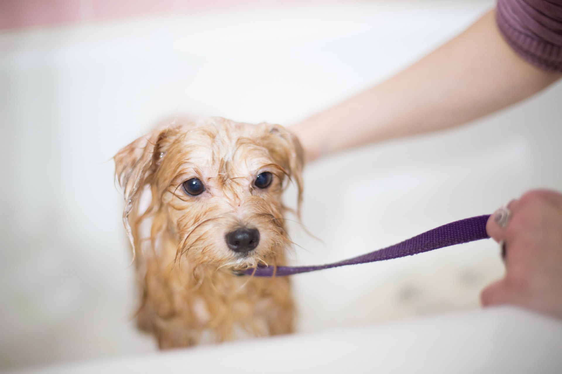 wet puppy getting a bath - best pet groomers in missoula