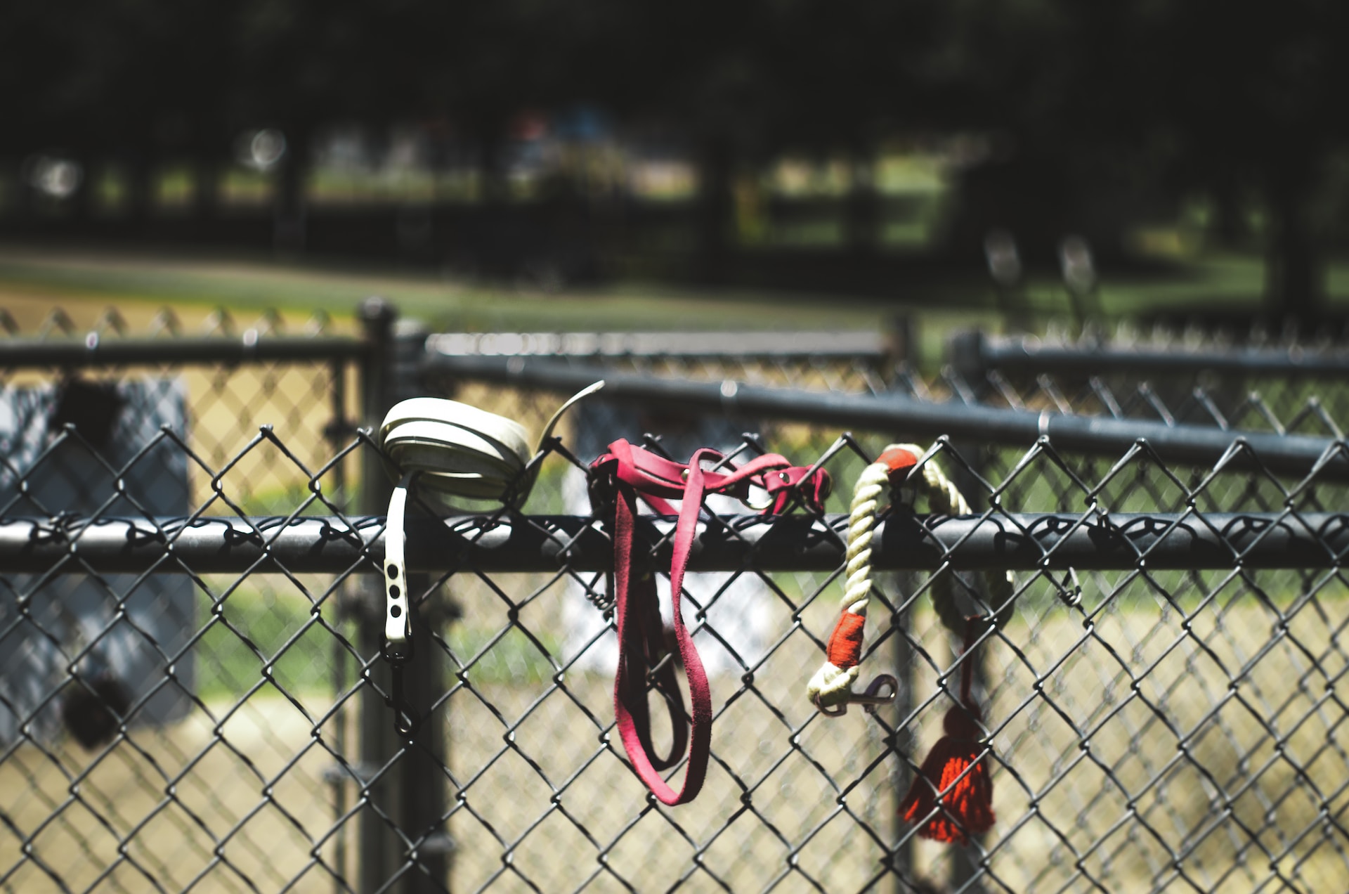 leashes on a fence - Missoula leash laws