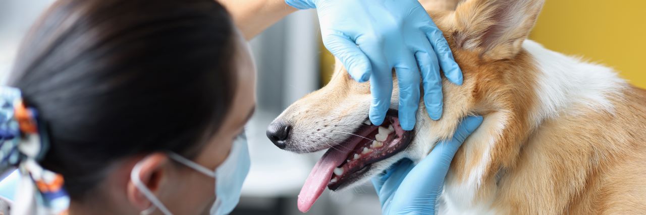 A veterinary dentist giving an examination of a dog's teeth