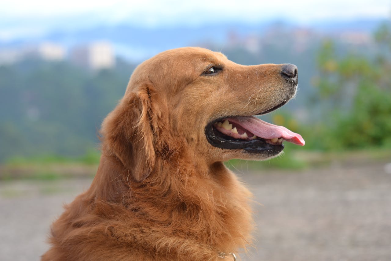 A happy golden retriever with tongue hanging out