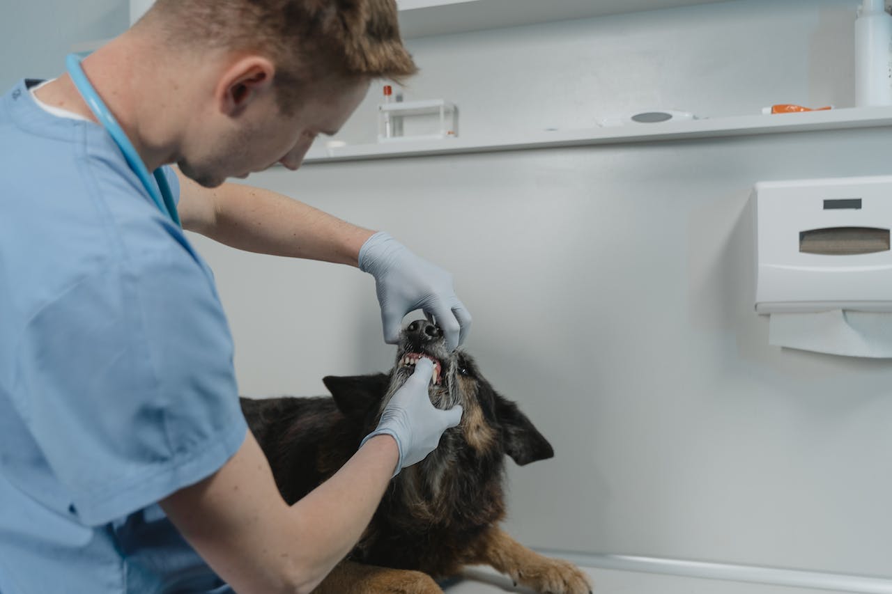 A veterinarian examining a small dog's teeth