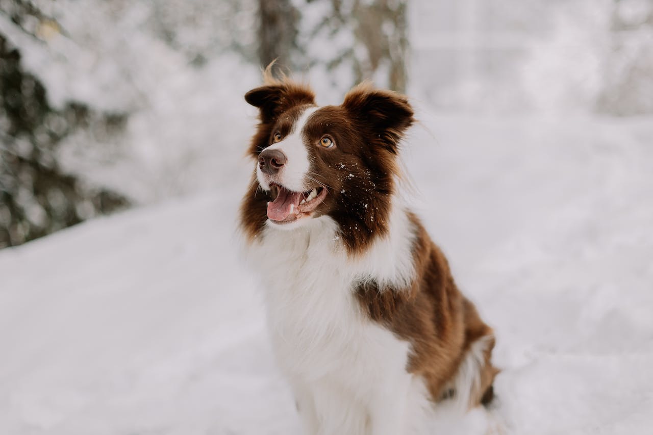 A brown and white dog with open mouth sitting in snow
