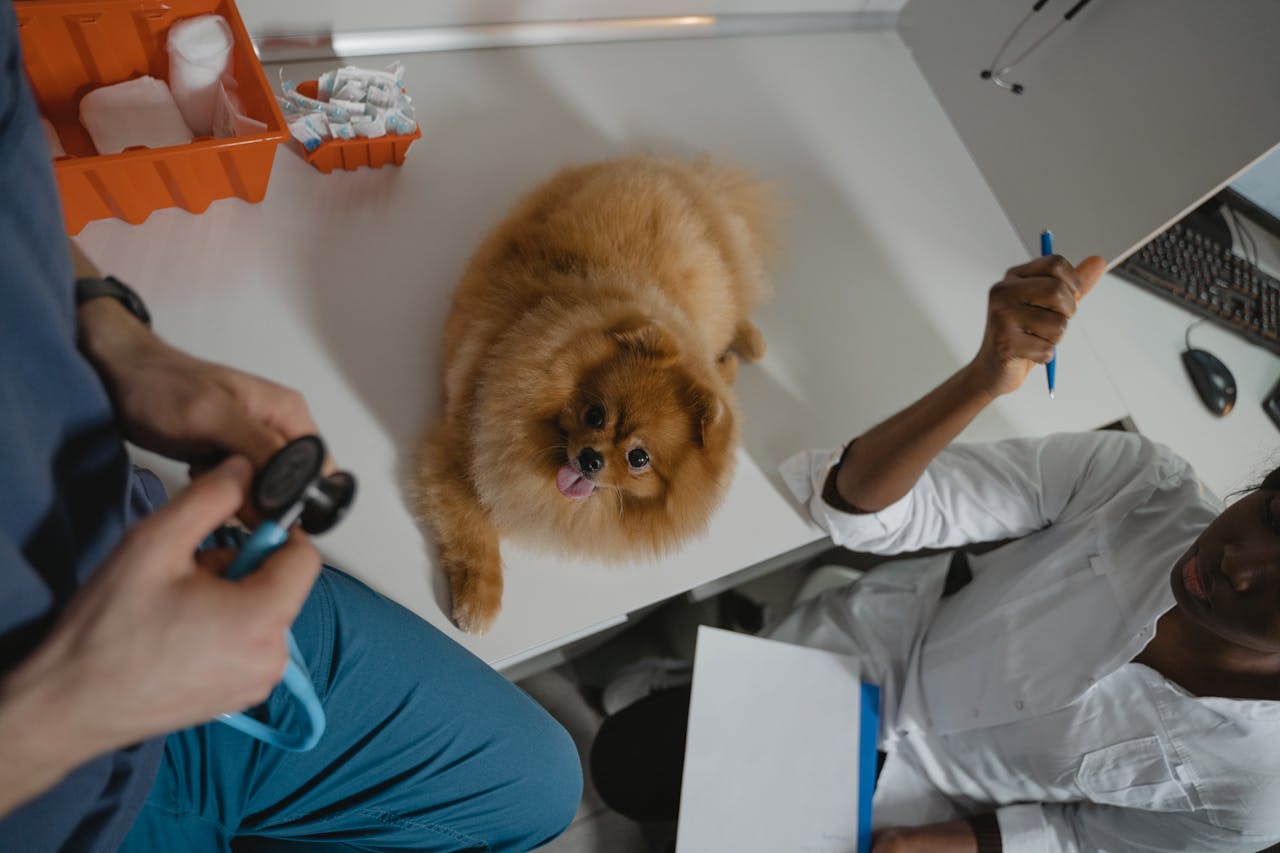 small dog sitting on counter between veterinarian and owner