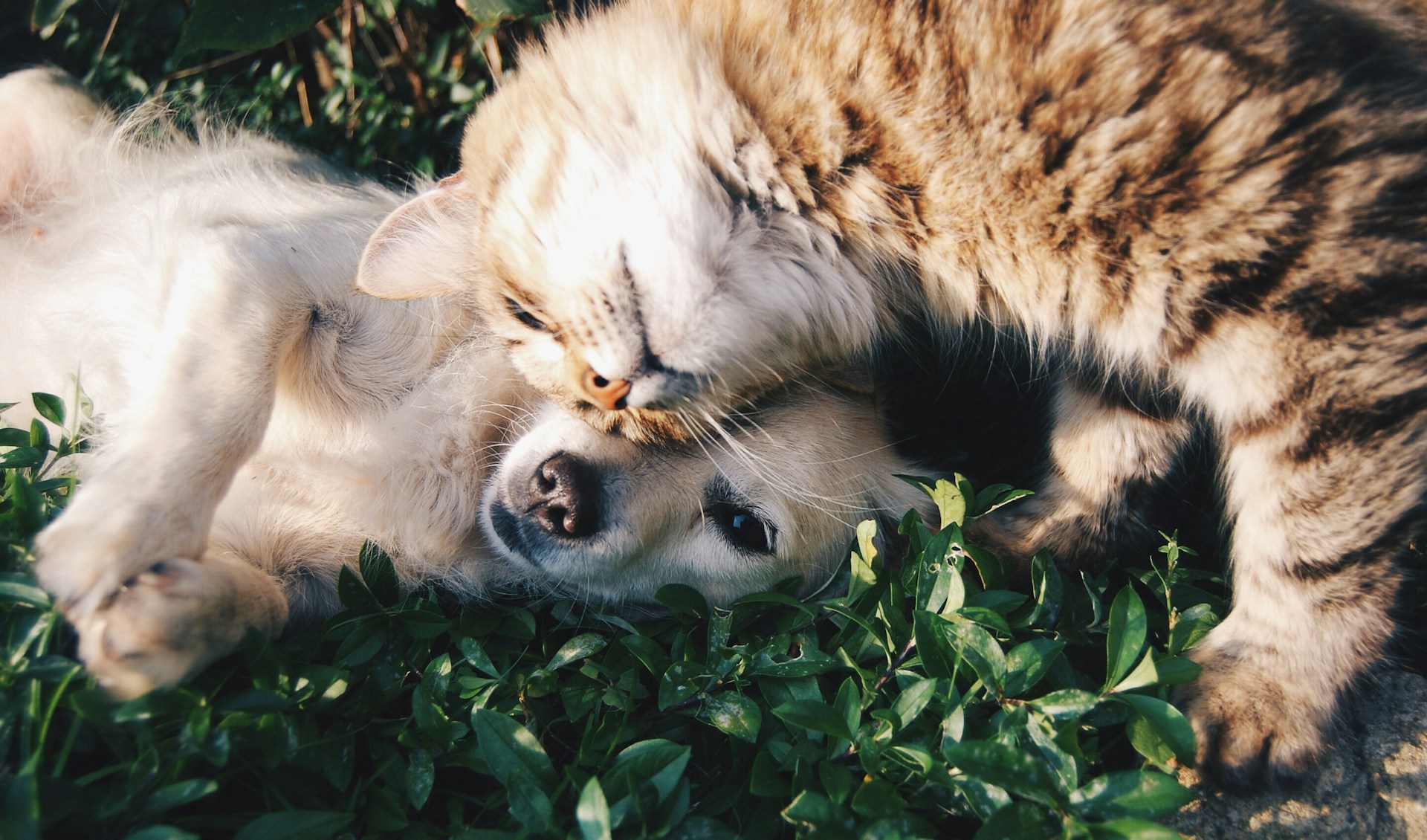 dog and cat cuddling in grass
