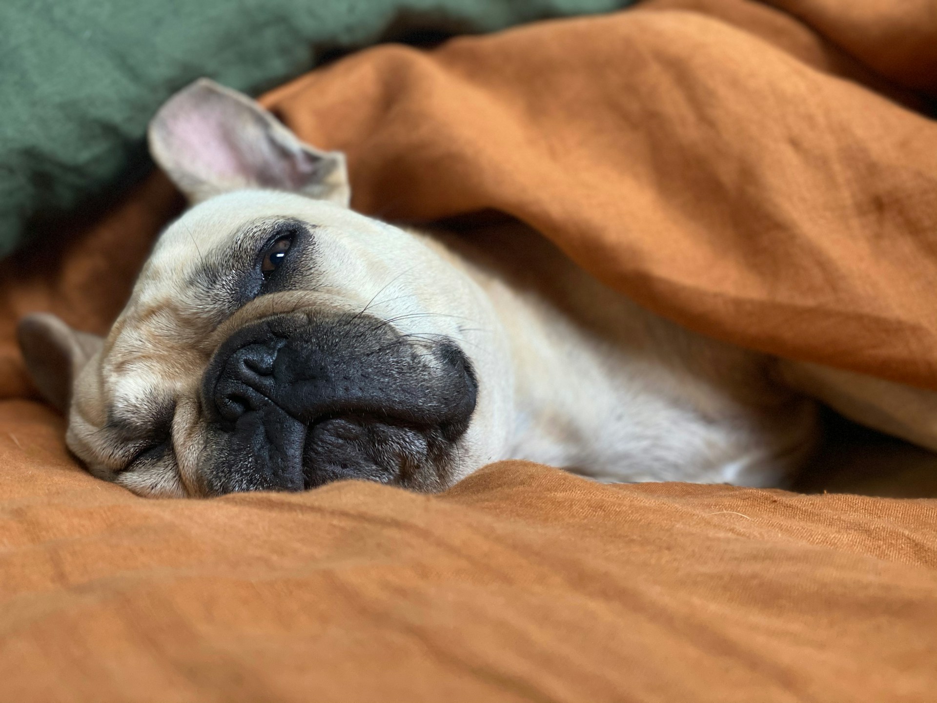 a french bulldog sleeping wrapped up in orange blanket