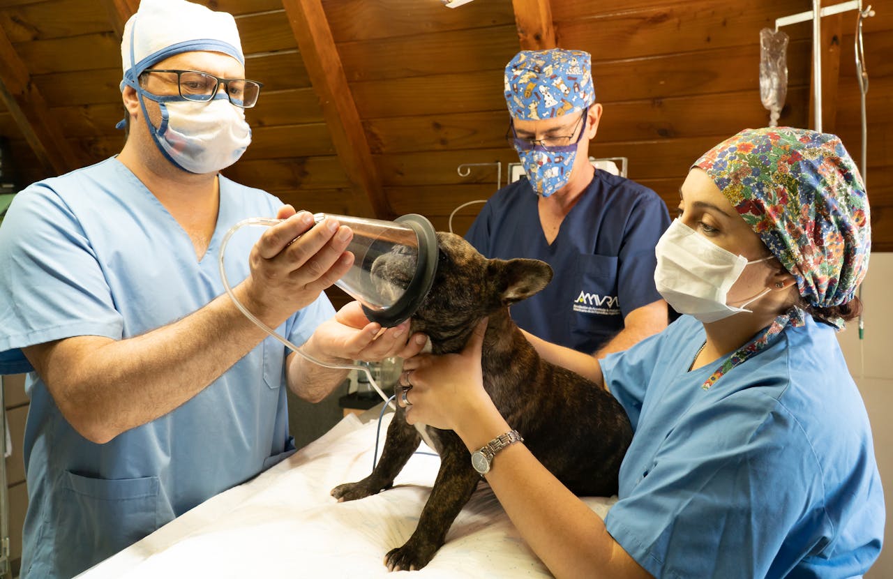 small dog receiving anesthesia from vets through a mask