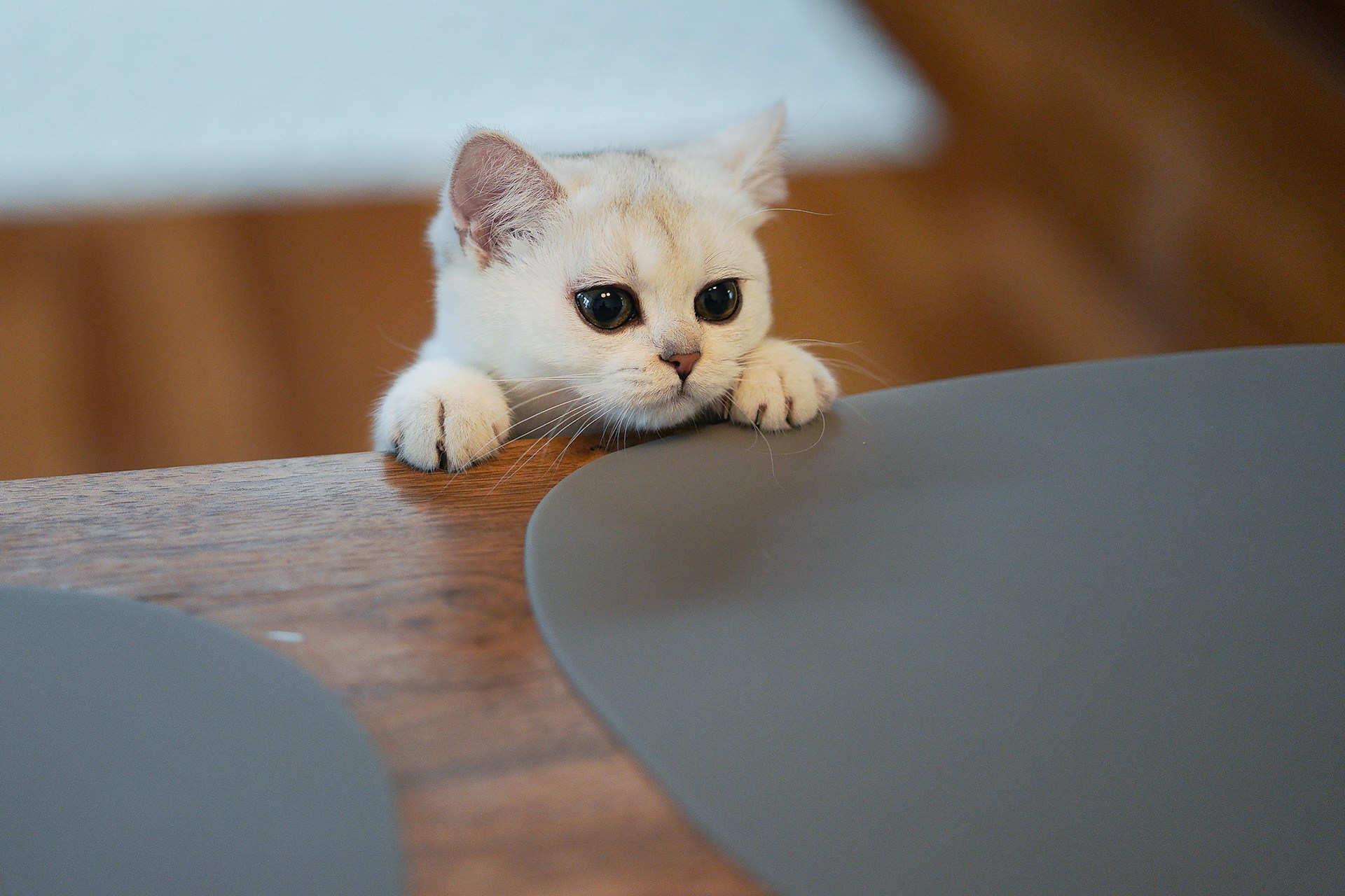 white kitten peaking over edge of table