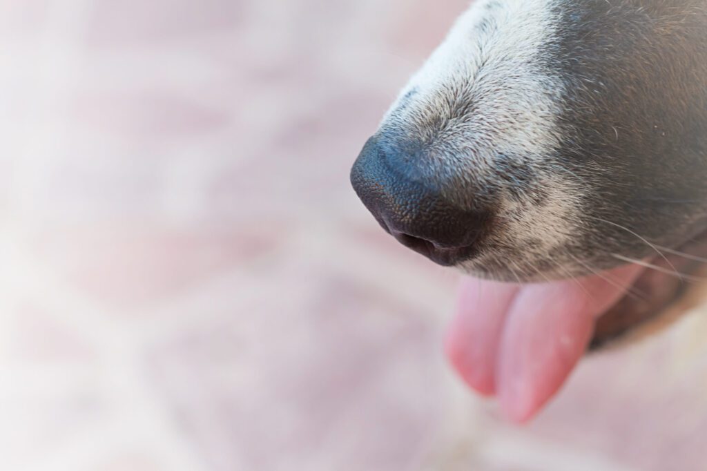Picture of Why Does My Dog's Breath Smell Like Poop? | Missoula Veterinary Dentistry