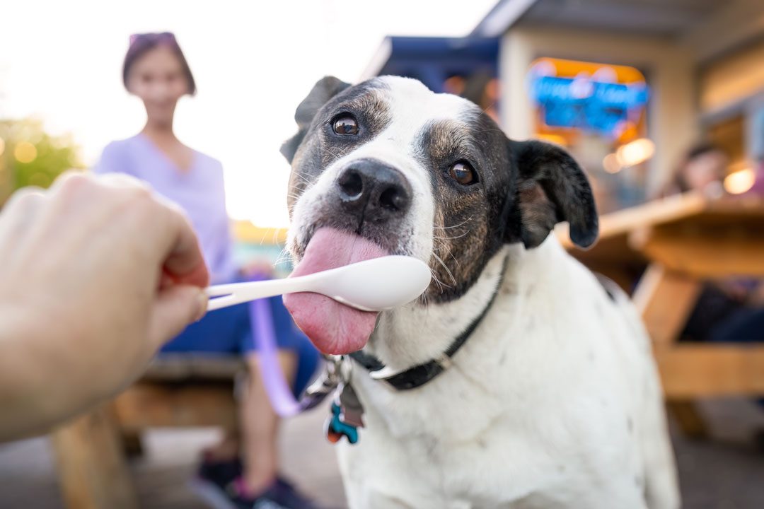 person holding spoon out to dog