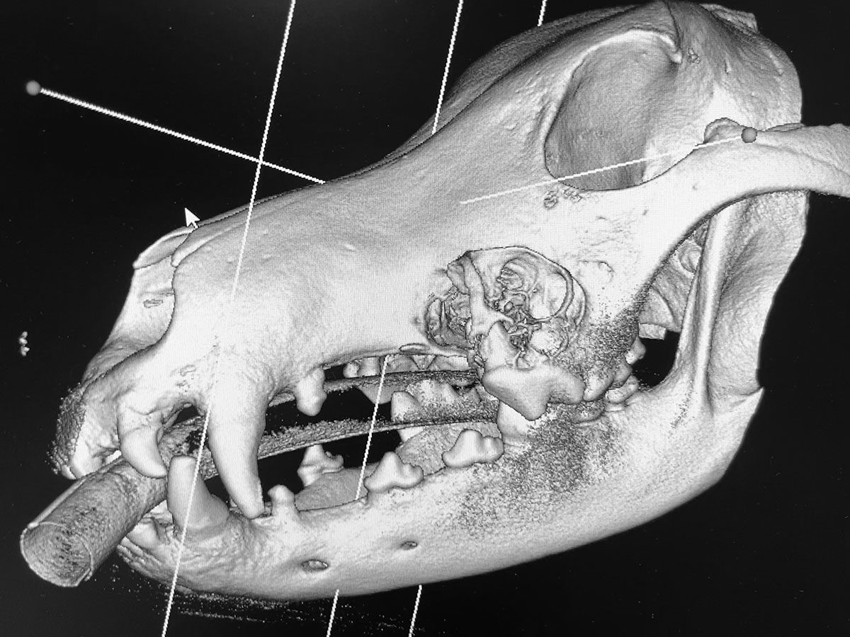 Cone Beam CT scan of a large dog's head