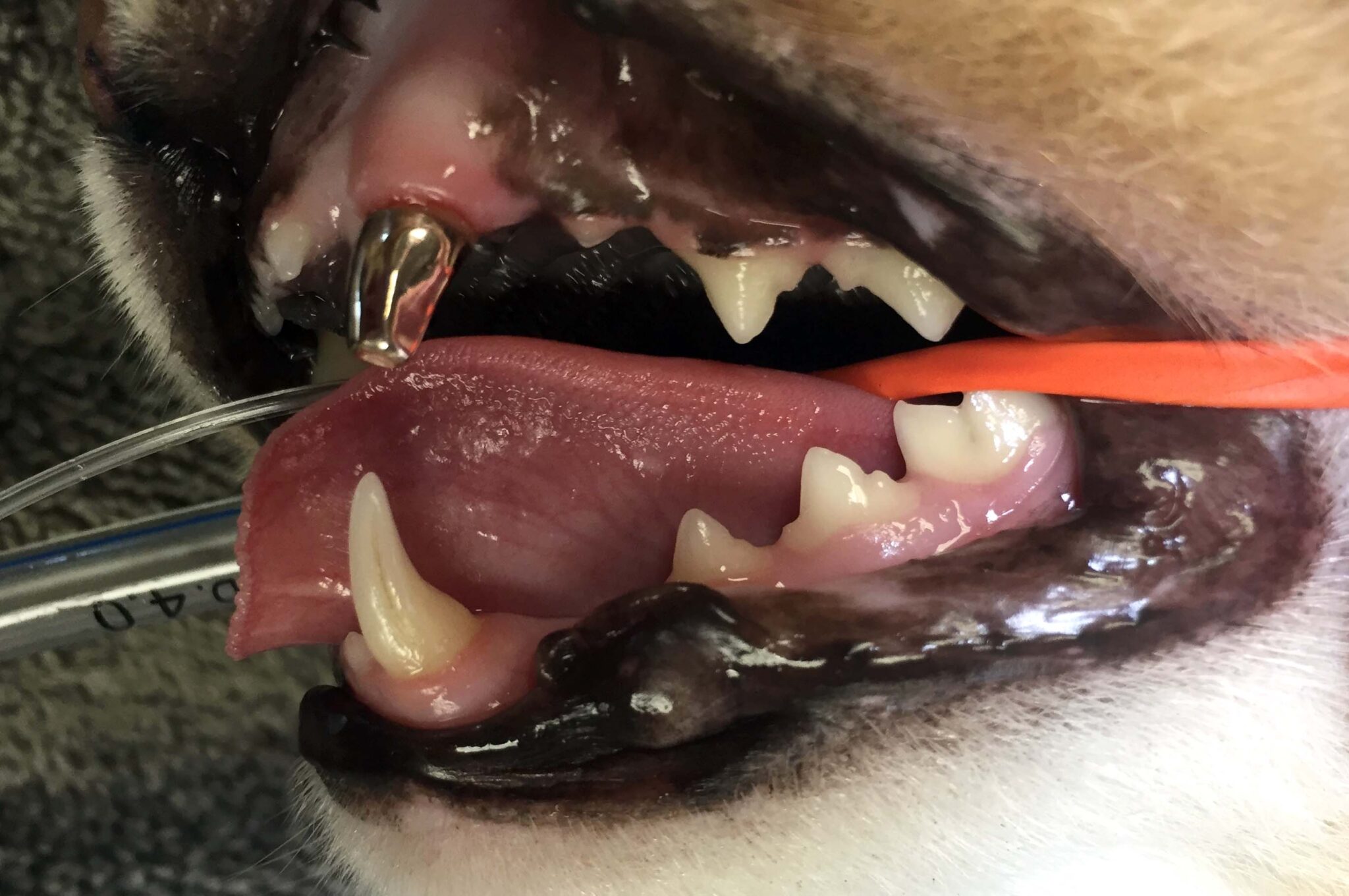 closeup of a dental crown in a cat's mouth