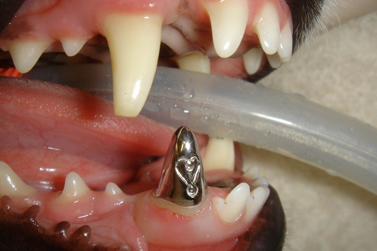 closeup of a dental crown in a dog's mouth