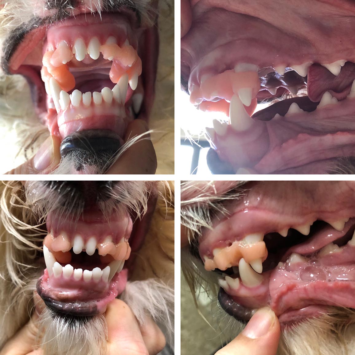 closeup of orthodontic treatment in a dog's mouth