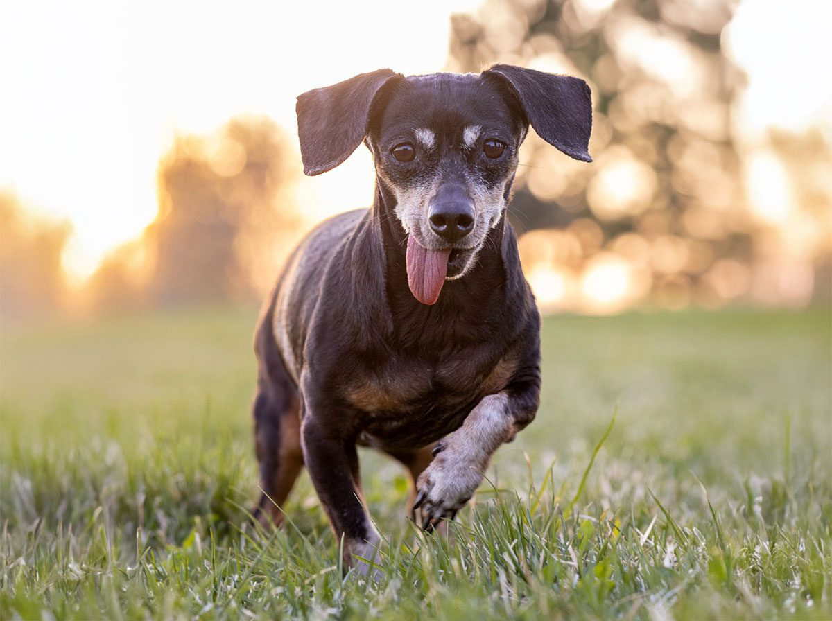 dog running with its tongue out