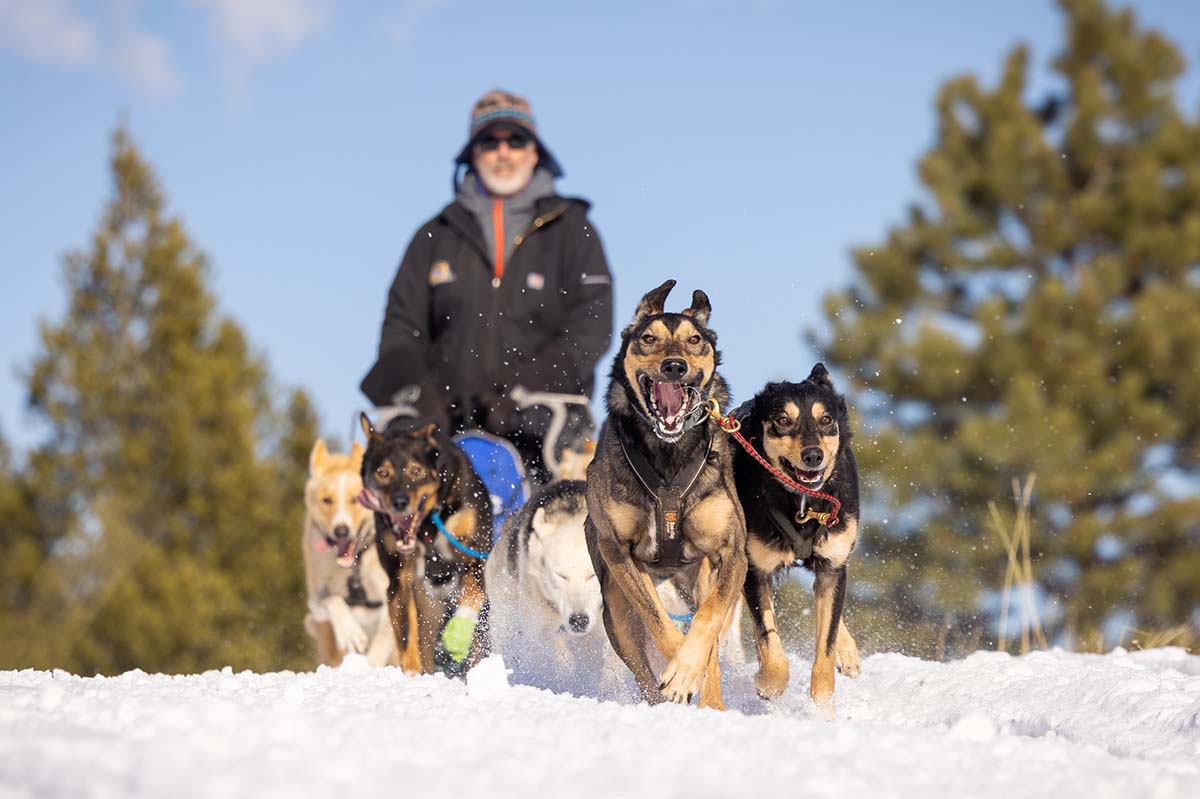 group of dogs pulling a man on a sled