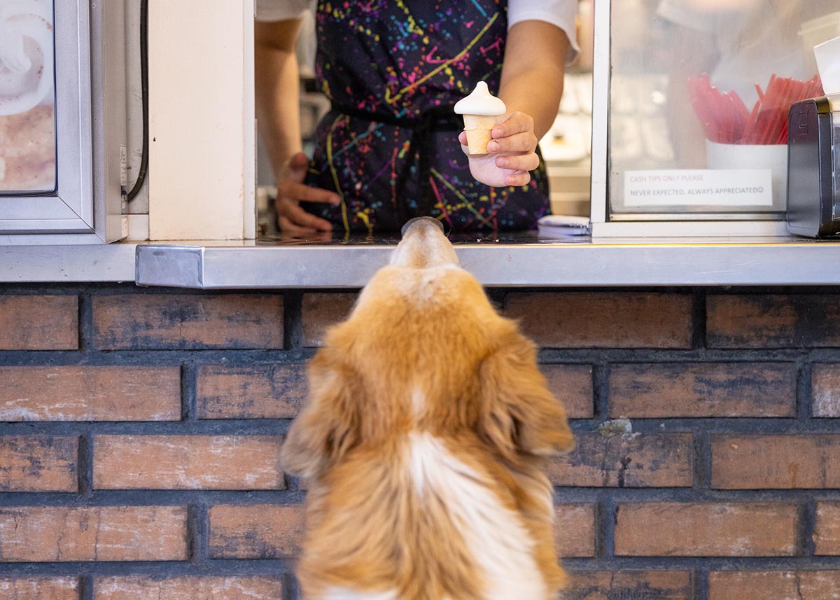 dog getting a treat at a local ice cream spot
