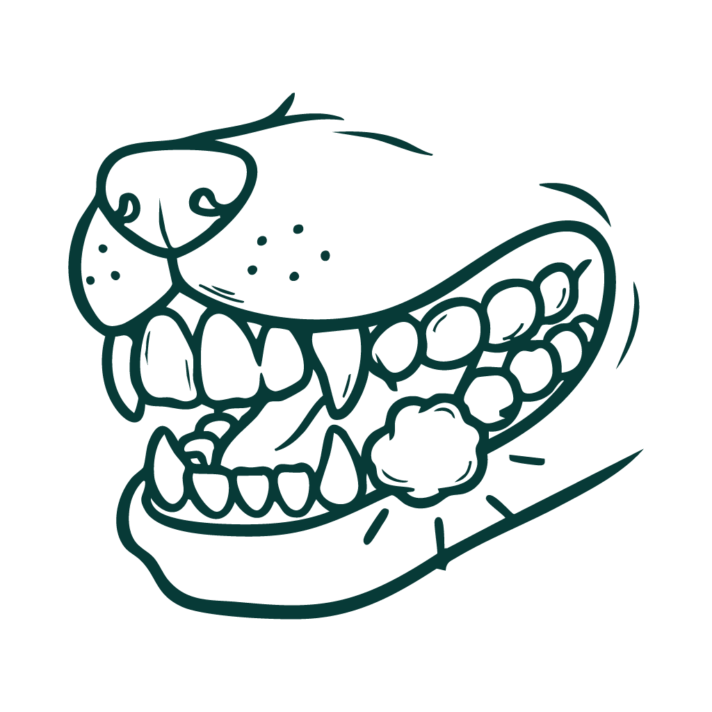drawing of a dogs snout and teeth