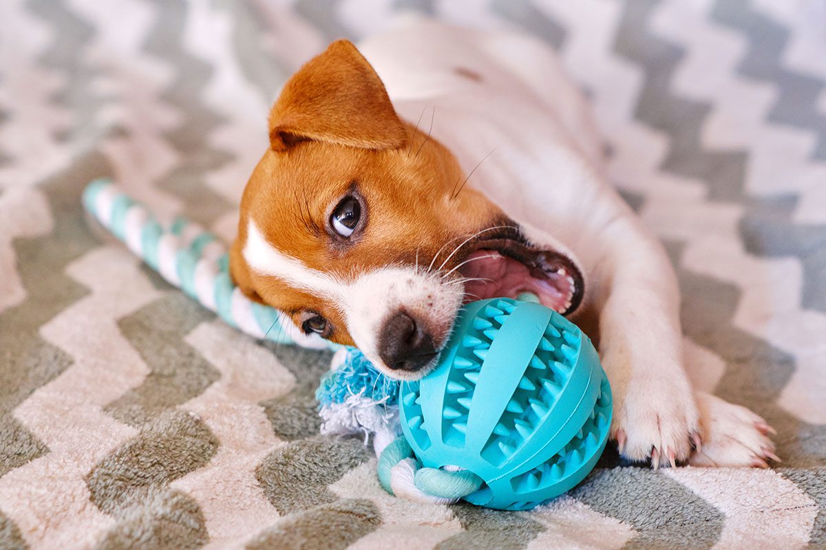 playful jack russel puppy