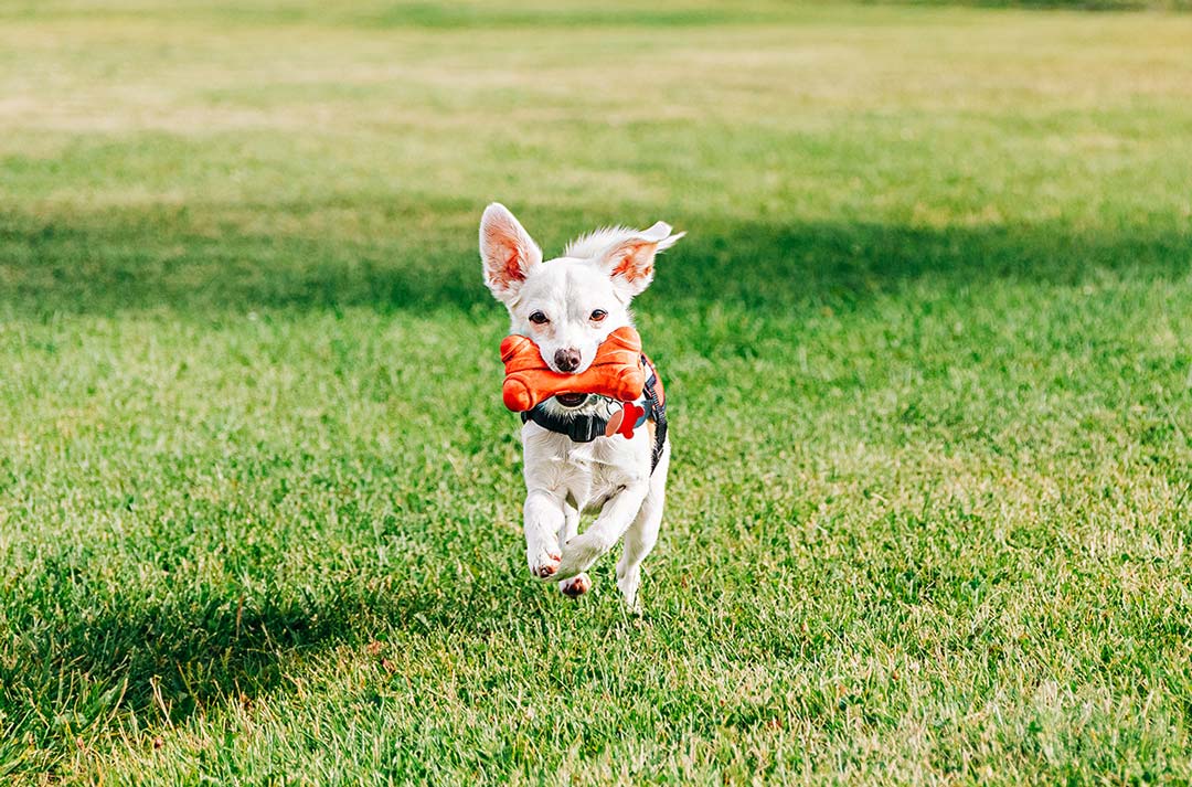 Puppy running with a toy in its mouth