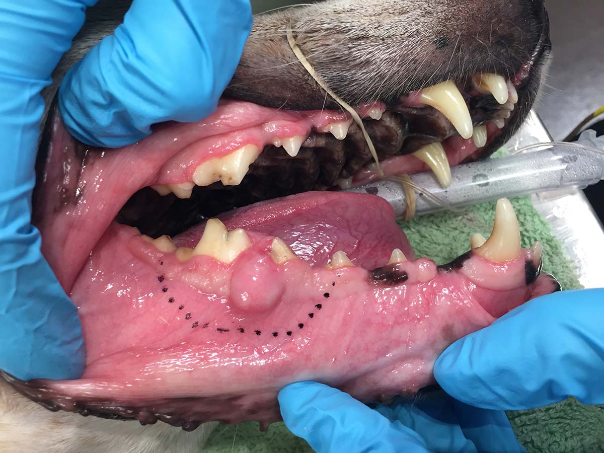 closeup of a dog's mouth with a tumor needing removed