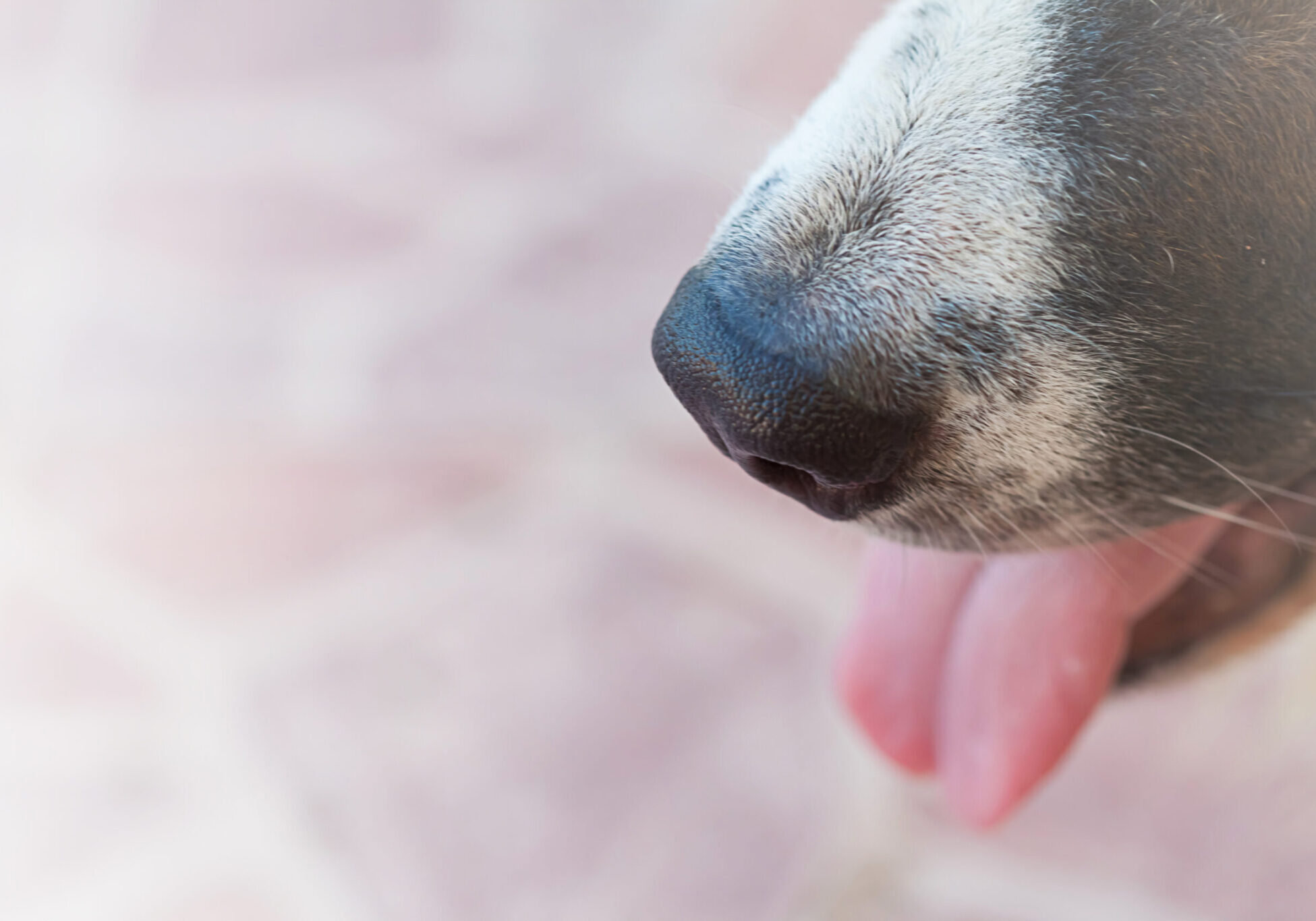 close up of a dogs nose and tongue