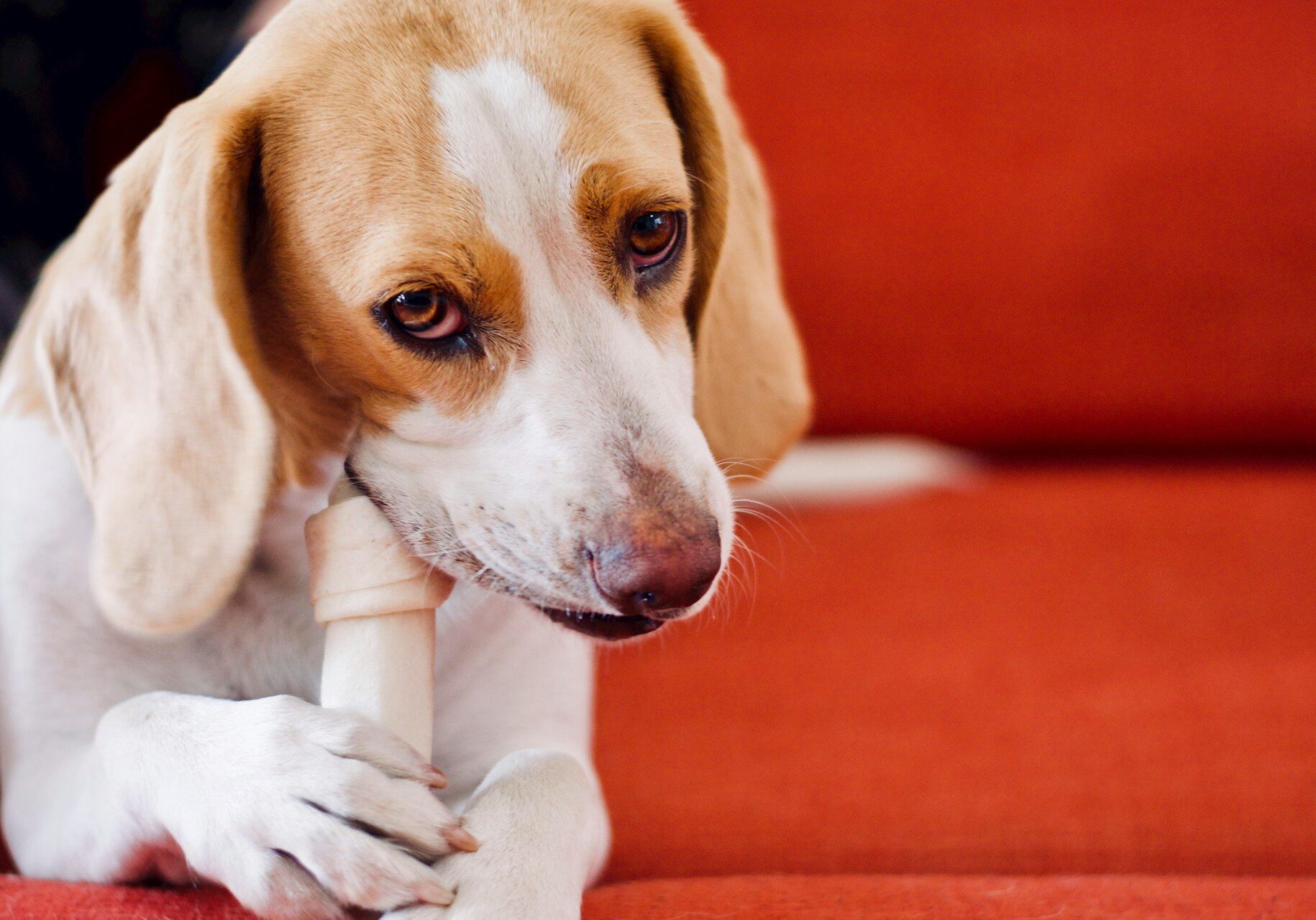 dog chewing on a bone while laying on a red couch