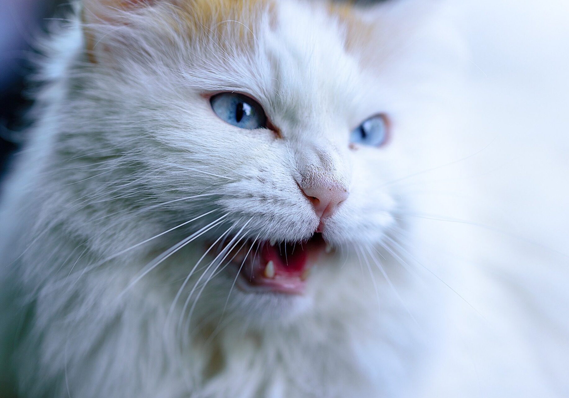 white cat with blue eyes meowing