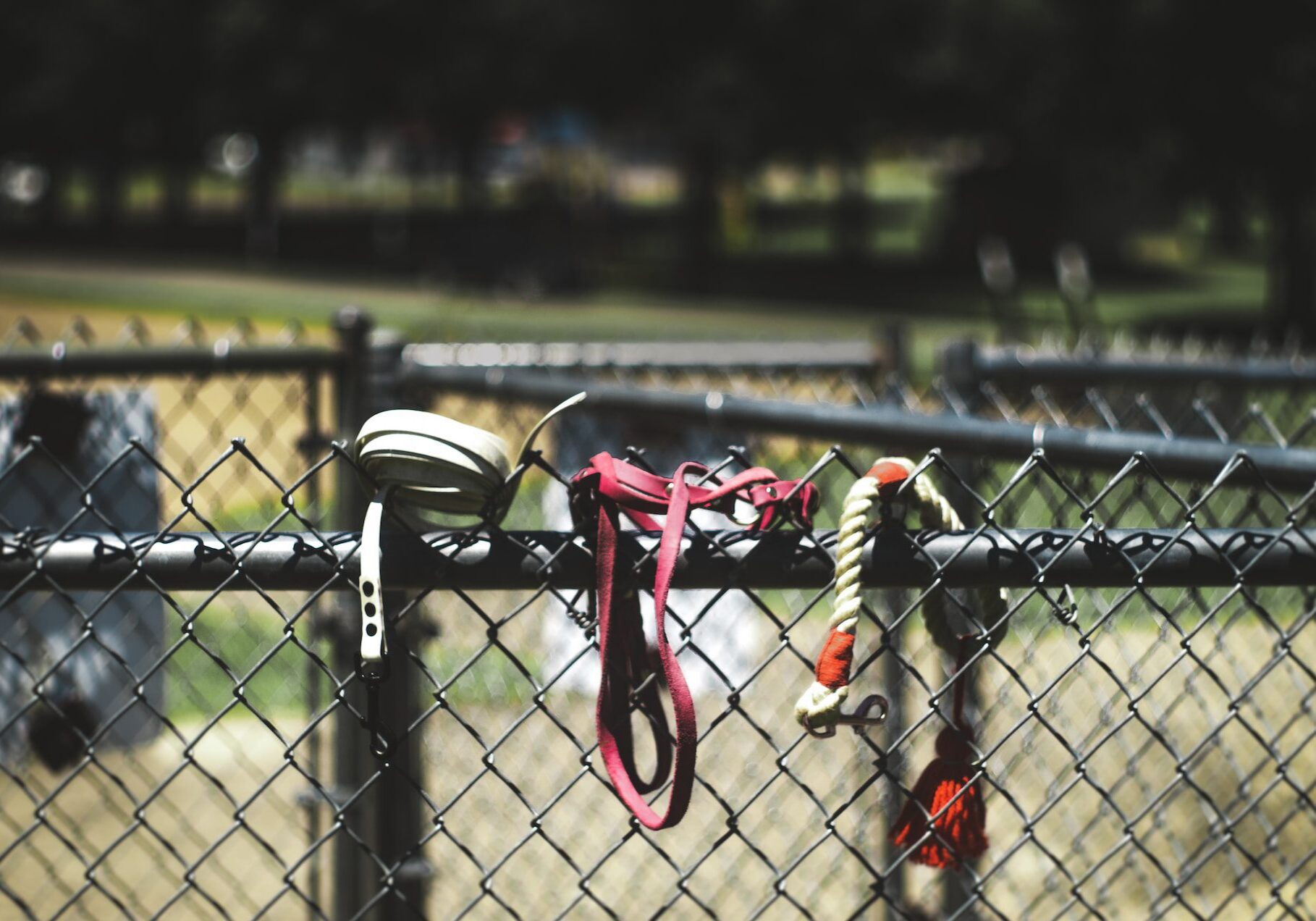 three dog leashes hanging on a black fence