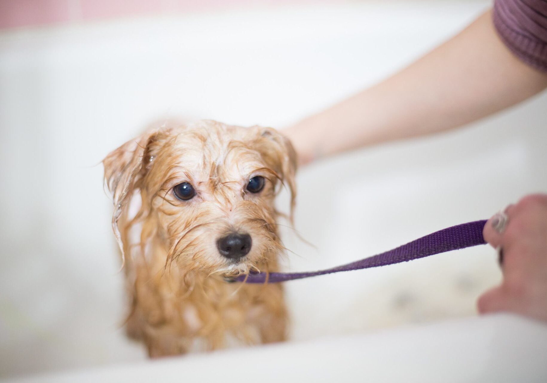 small tan dog getting a bath