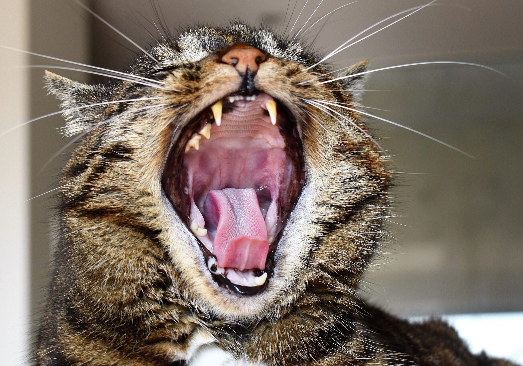 photo of a cat in the middle of a yawn