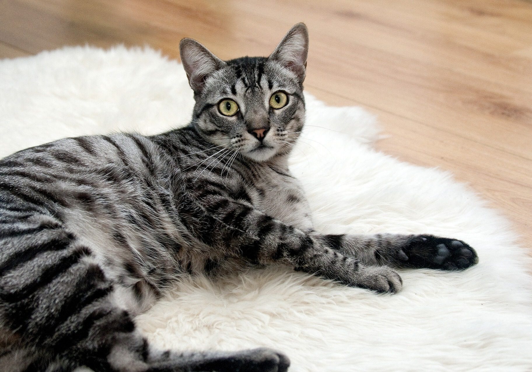 dark grey cat laying down on a white rug