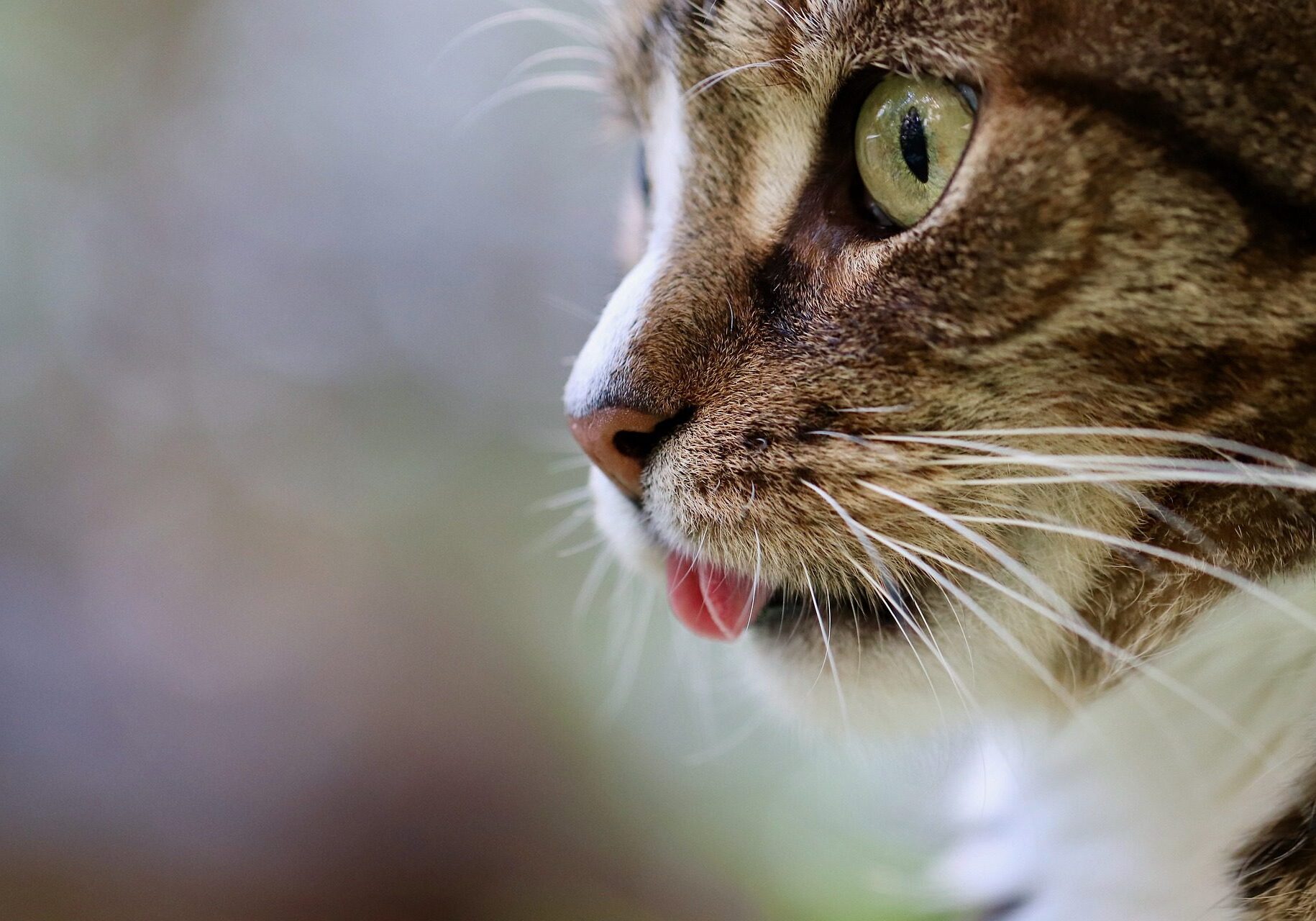 closeup of the left side of a cats face
