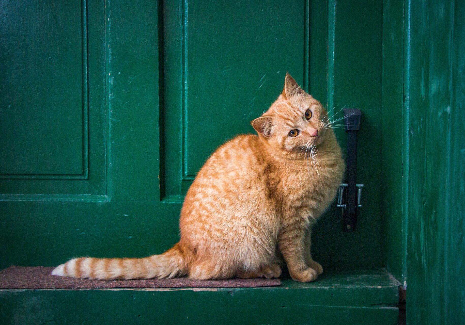 golden colored cat sitting next to a dark green colored door