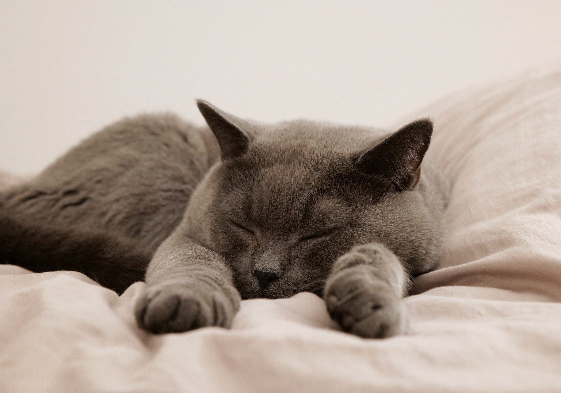 dark grey cat sleeping on a white blanket