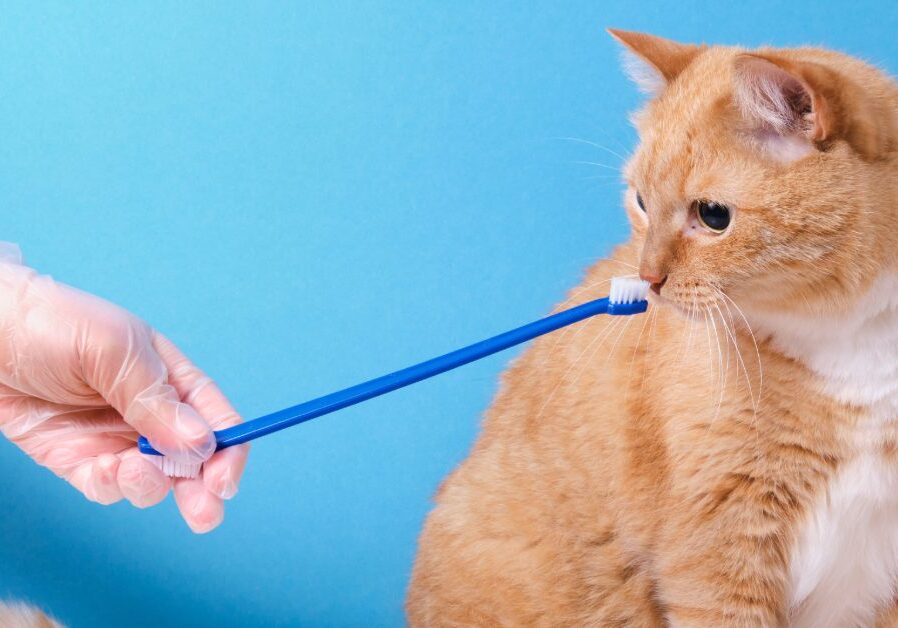 vet holding tooth brush for orange and white cat to inspect