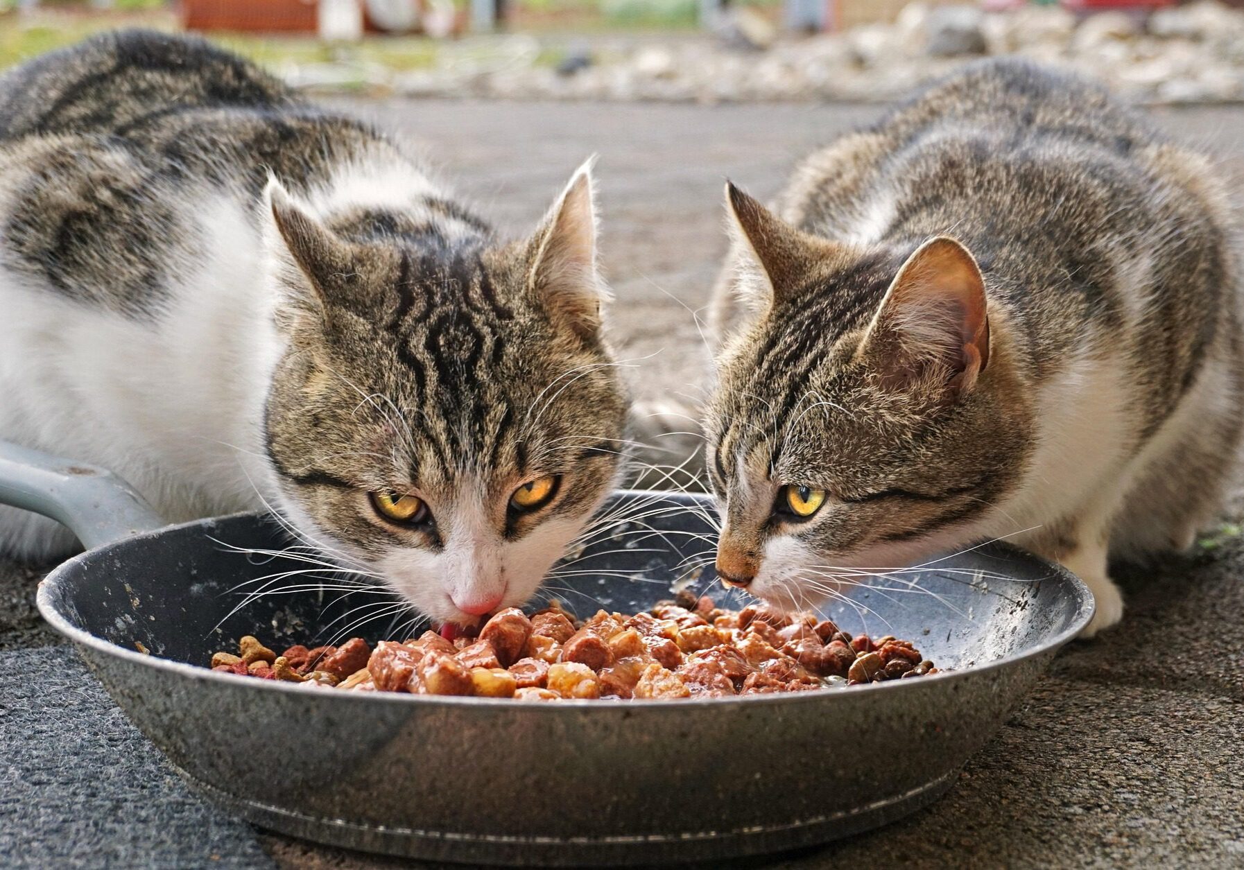 two cats sharing a plate of food during meal time