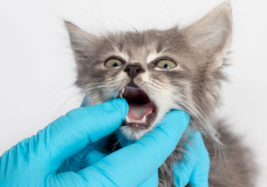 vet examining kitten's teeth