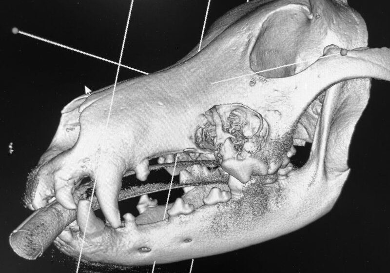 scan of a dogs head and jaw