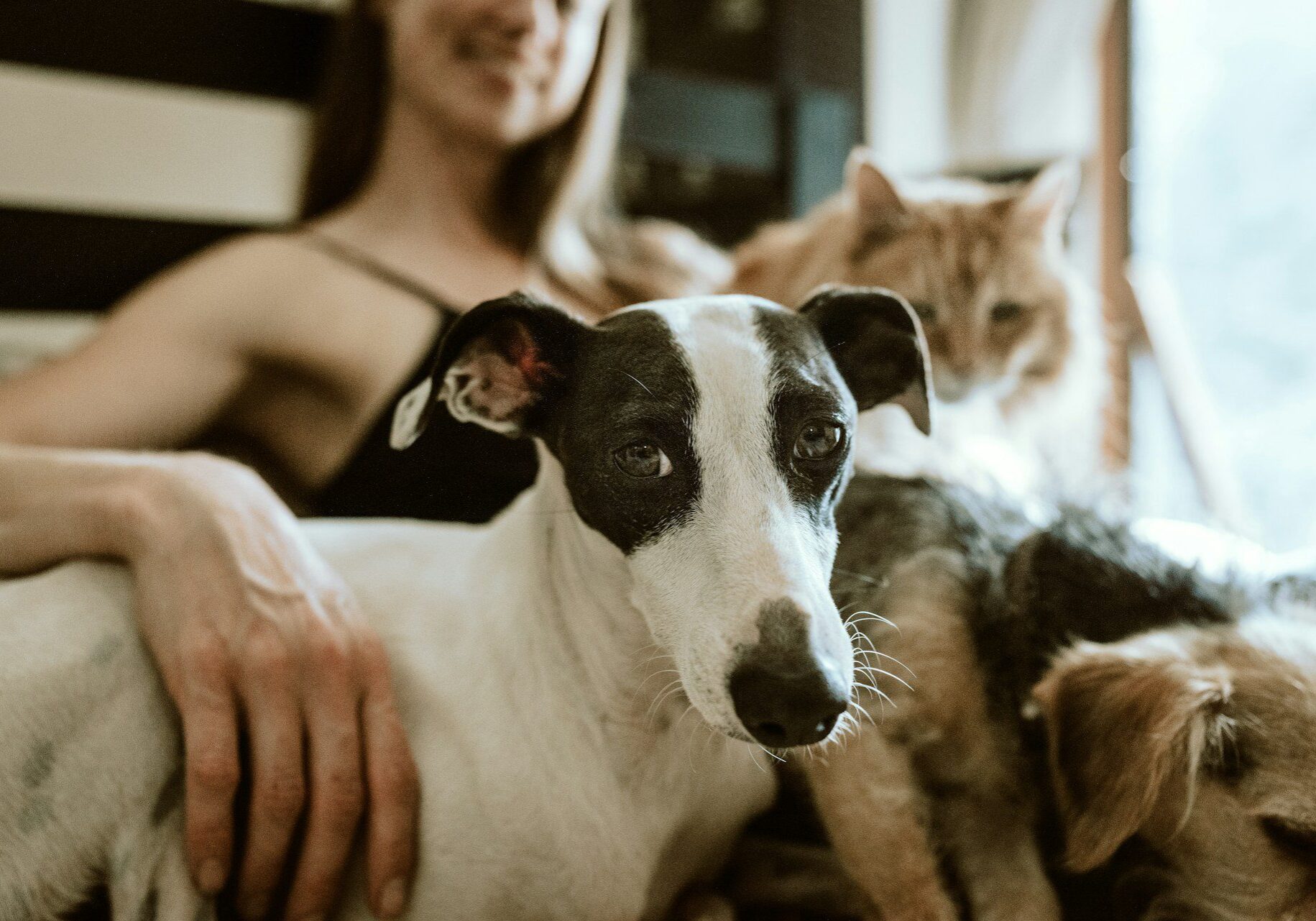 woman sitting on the couch with her cat and two dogs