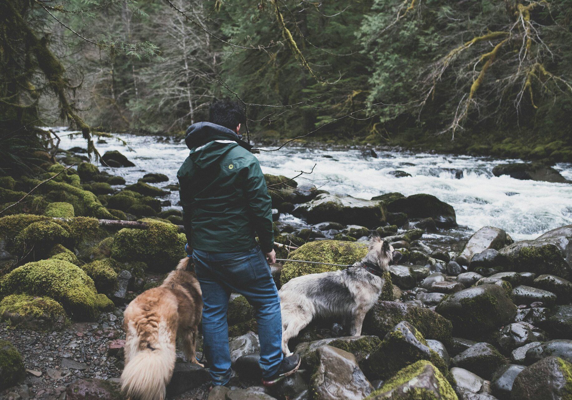 two dogs on a hike with their owner next to the river