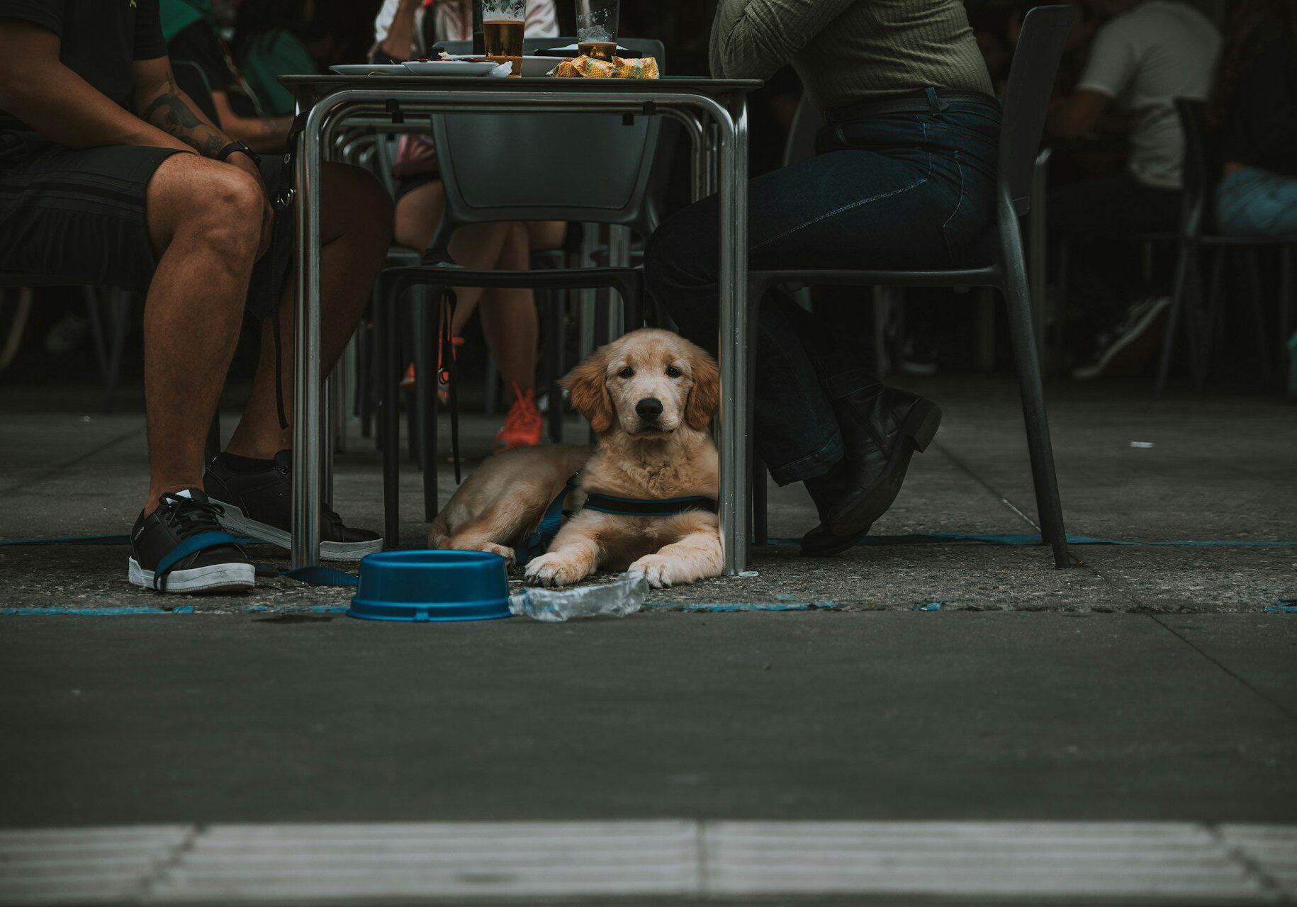 dog laying under the table while their pet parents are eating