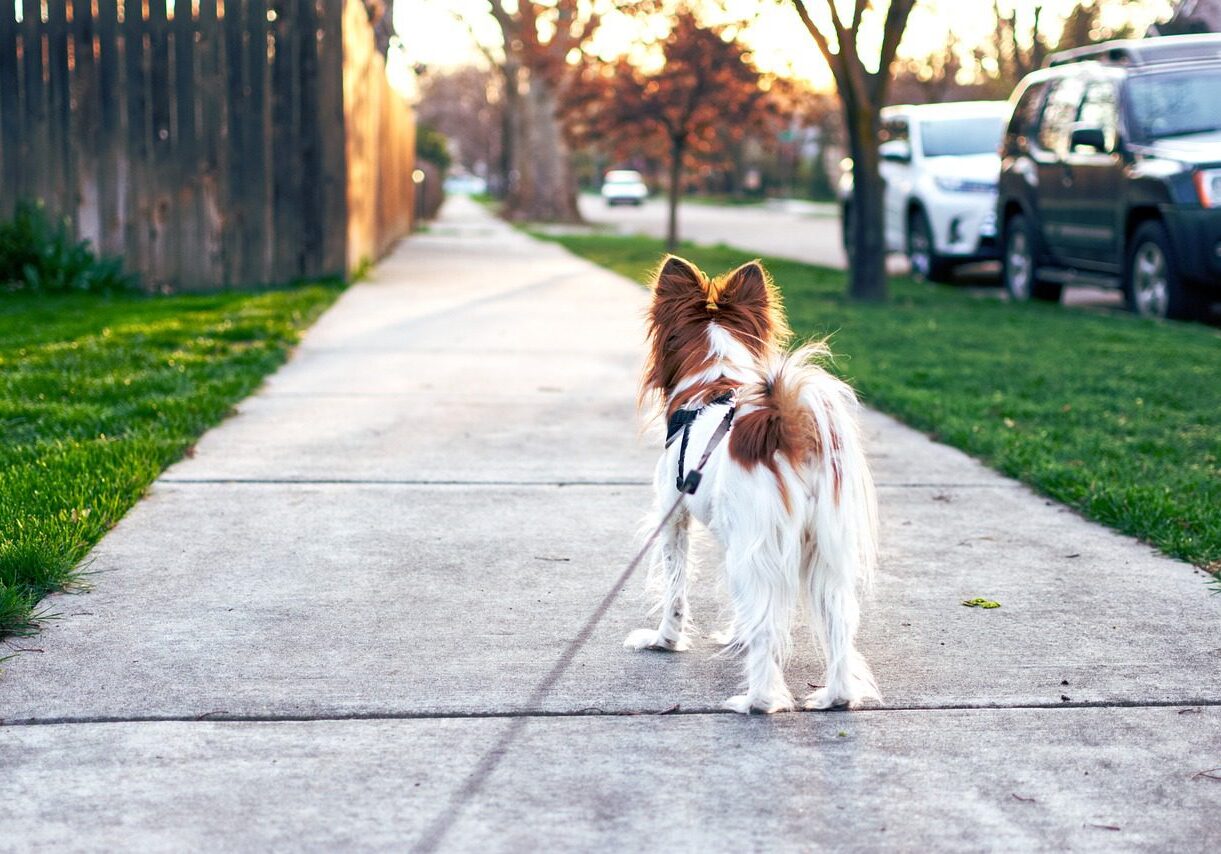 dog on a walk with their owner in the neighborhood