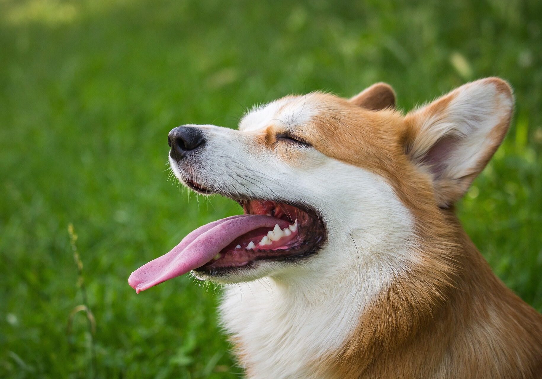 dog panting outside in the grass