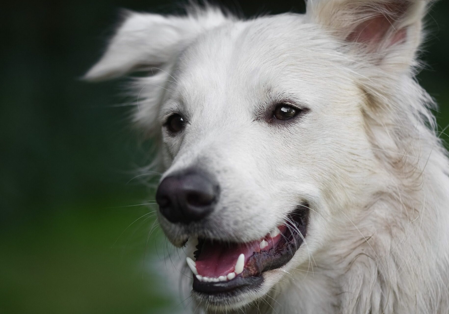 white dog looking happy