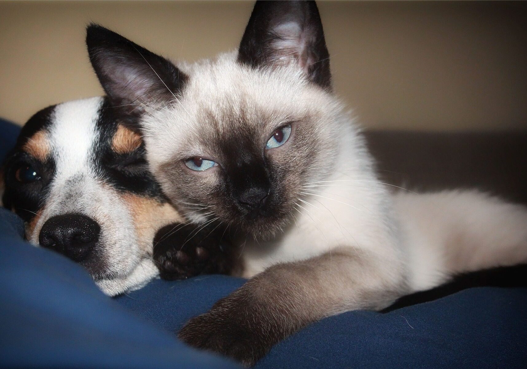 dog and cat laying next to each other on a navy blue blanket