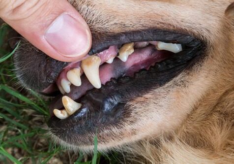 veterinarian looking at a dogs teeth