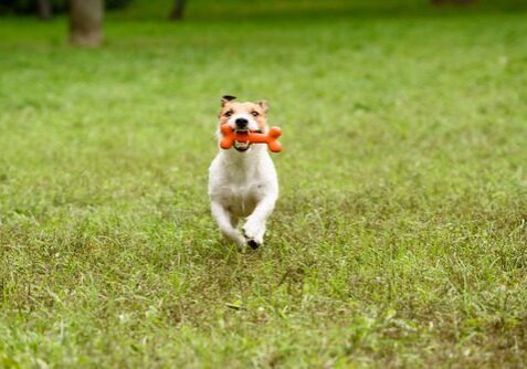 white and tan dog running in the grass with an orange bone in their mouth