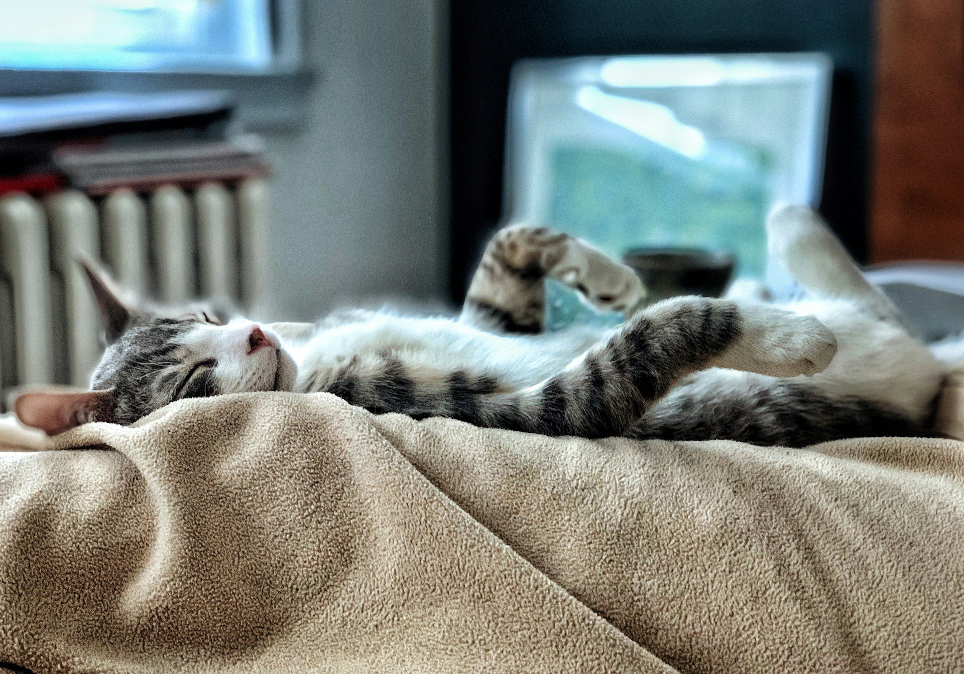 white and grey cat sleeping on their back