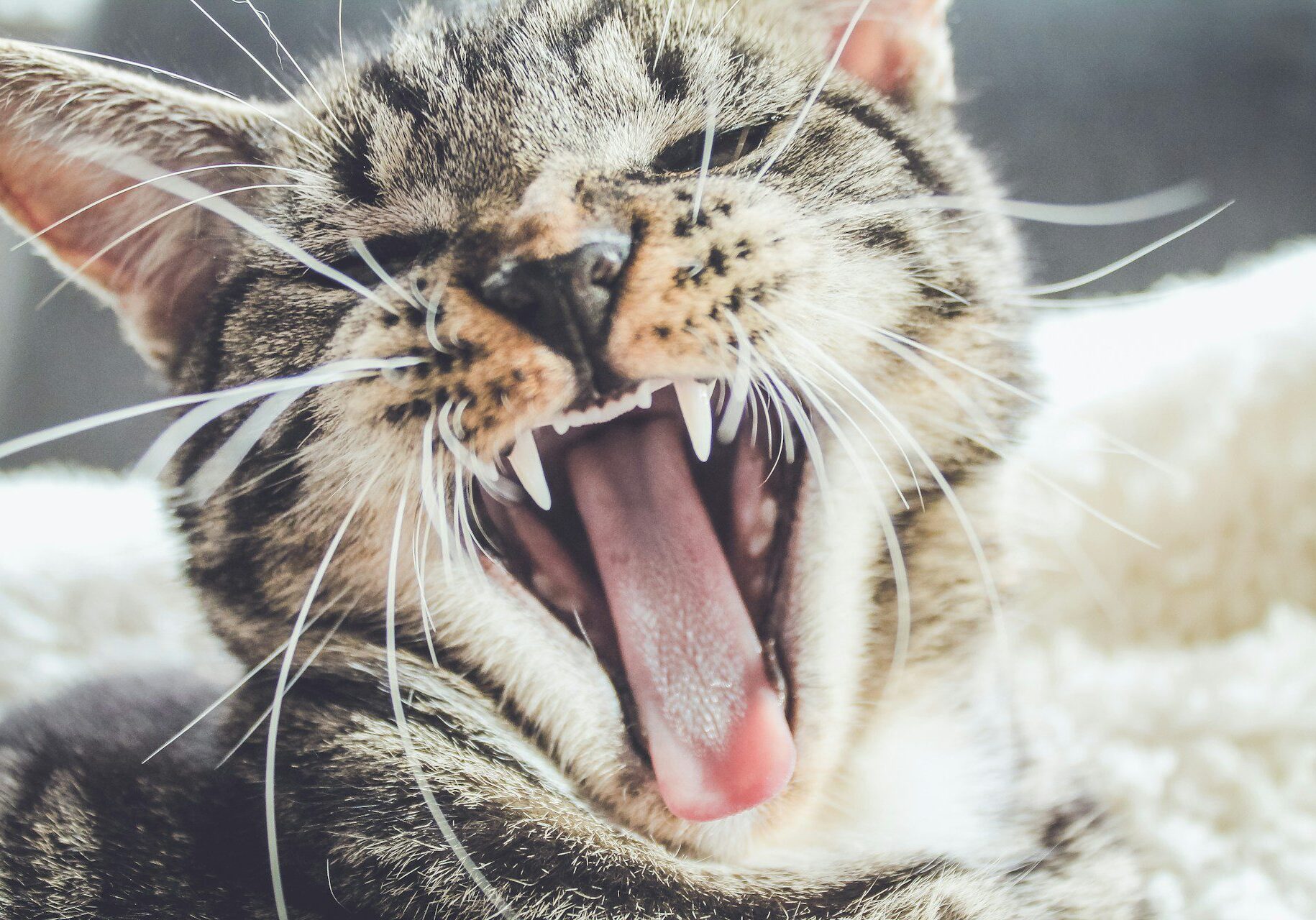 photo of a cat in the middle of a yawn