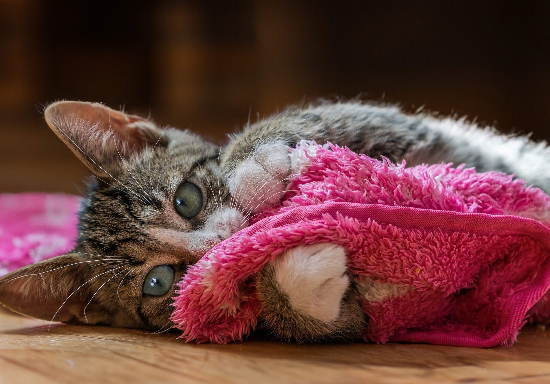 small grey kitten playing with a hot pink blanket